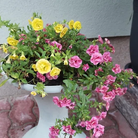 Goenyuei Alom Kucko Gönyů